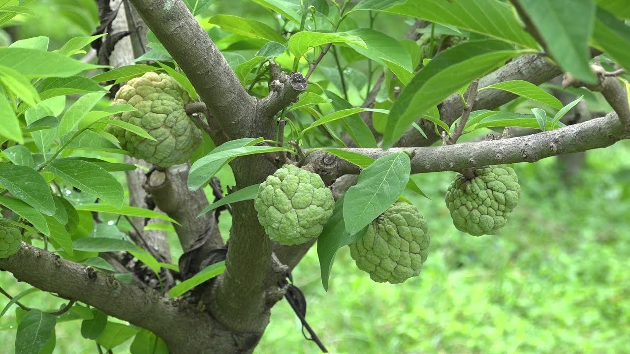 Agriculture: Custard Apple Eps.002