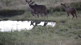 Kudu and Eland drinking water and feeding