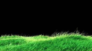 waving grass in the strong wind loop 4k