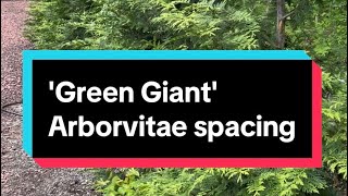 'Green Giant' Arborvitae spacing - Thuja plicata 'Green Giant'