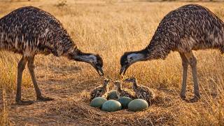 120 Days of Survival – The Life of an Emu Chick