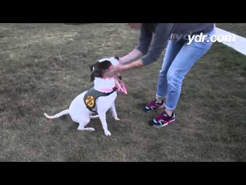 Mandi the pit bull has something say. Check out this SPCA dog ready for adoption. For more info:http