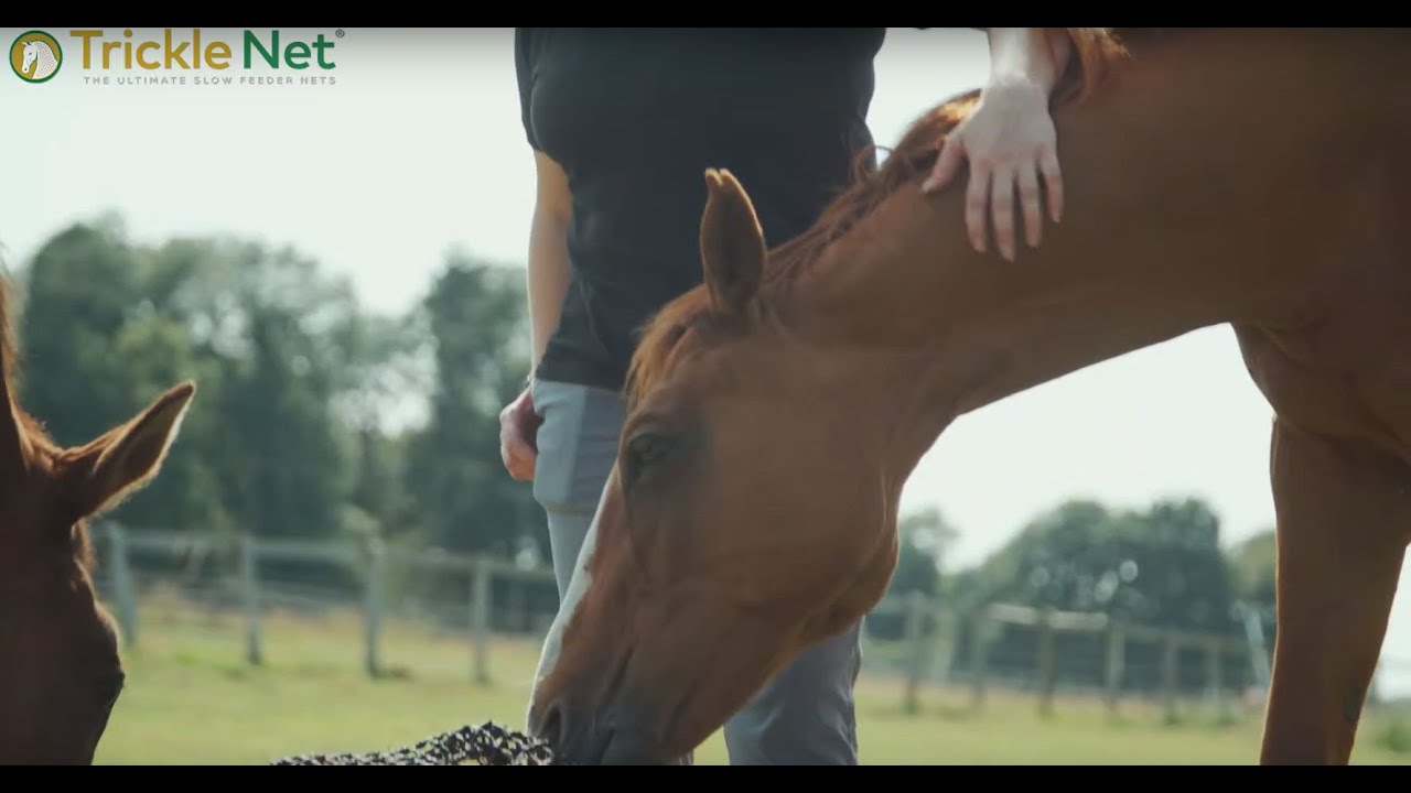 trickle net for horses