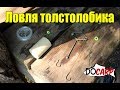 ЛОВЛЯ ТОЛСТОЛОБИКА на технопланктон  водоёмом Кочеты