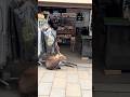 Nara park deer in japan