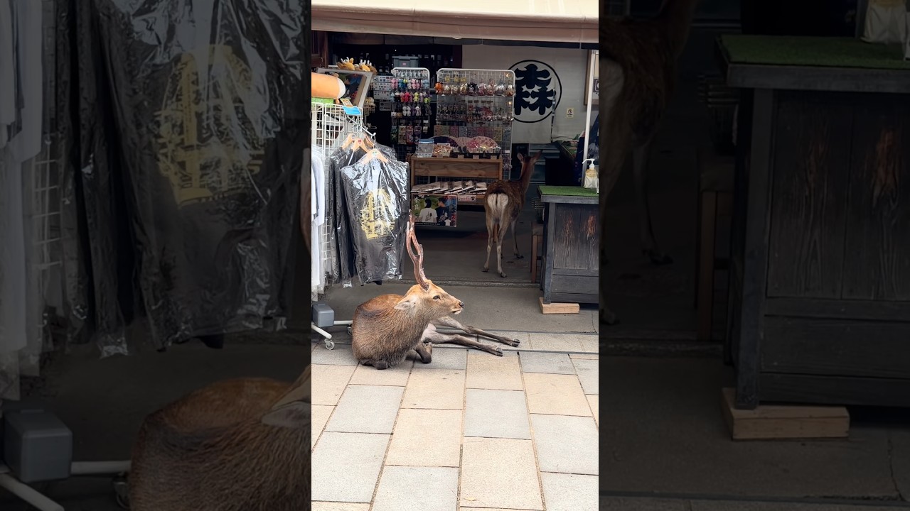 Nara park deer in japan