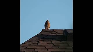 Mourning Dove Coo-ing On A Roof - Bird Call and Sounds - #shorts