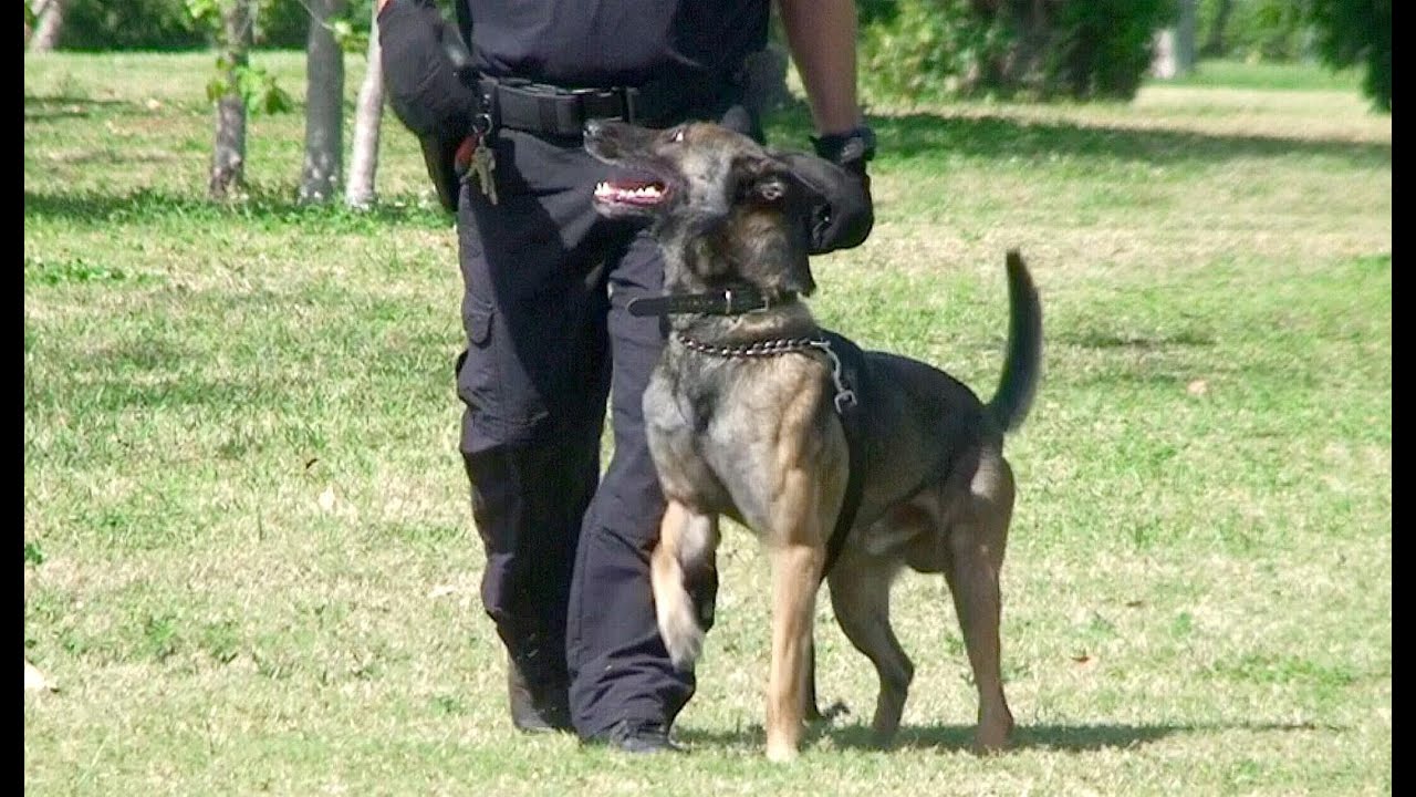 Police K9 Unit Nighttime Search Exercises On Miami Beach YouTube