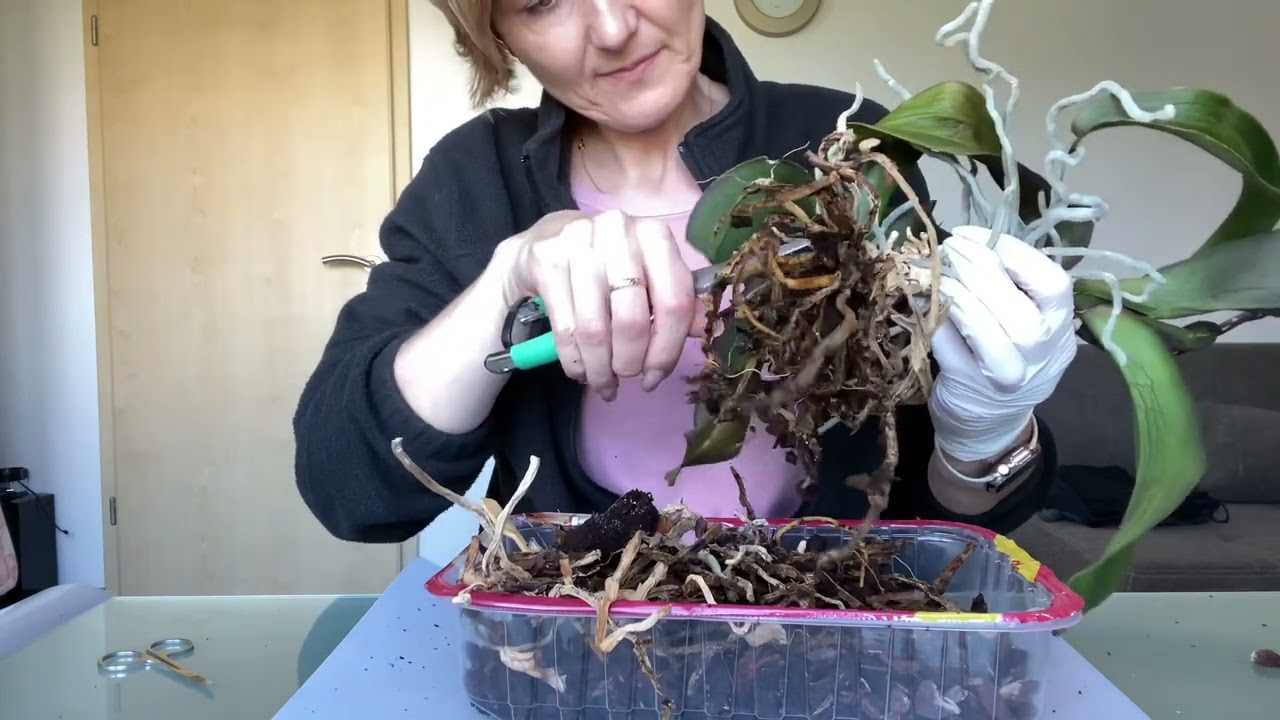 Orchidee Stammschnitt