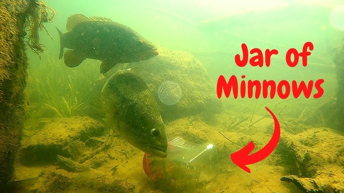 Banjo Minnow on Vimeo