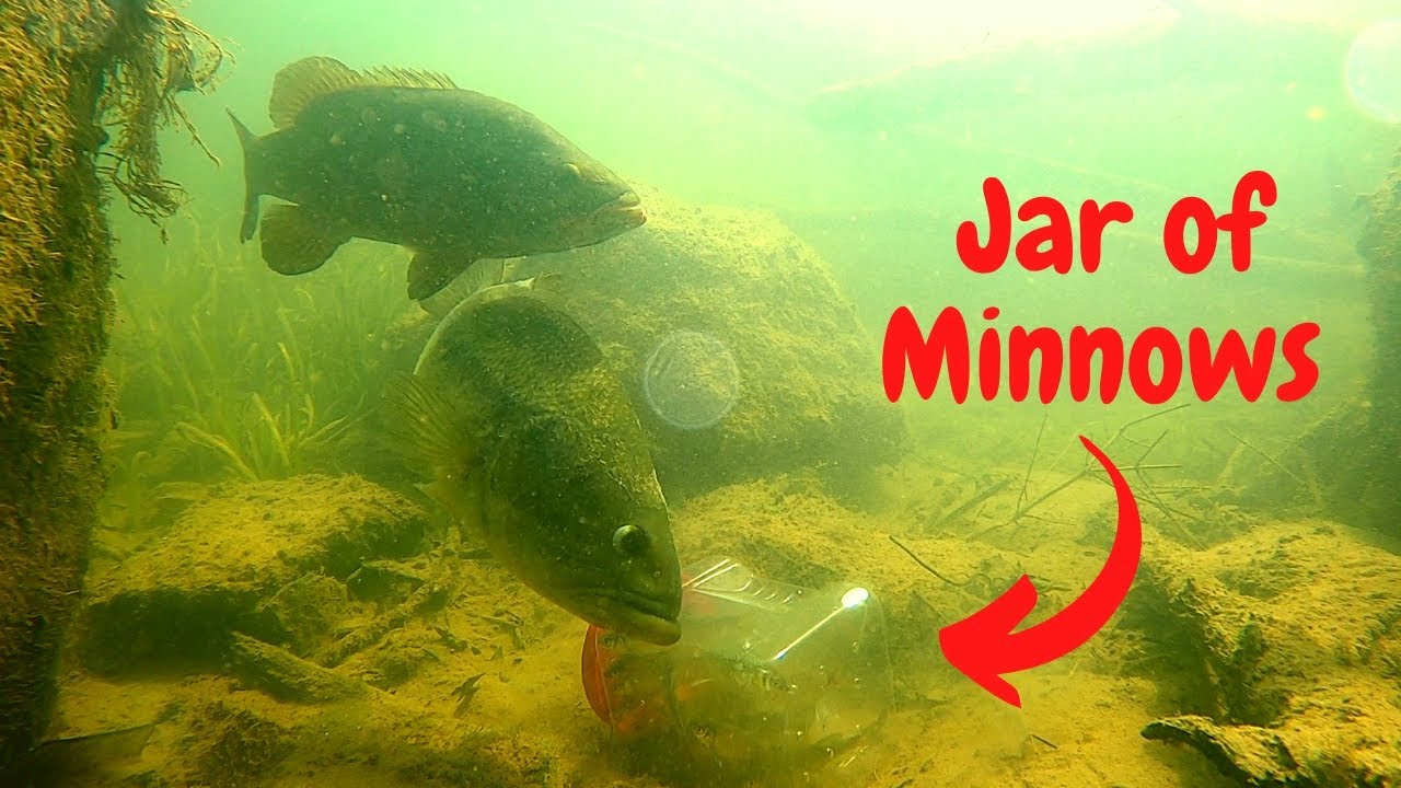 Angry Bass React to a Jar of Minnows 