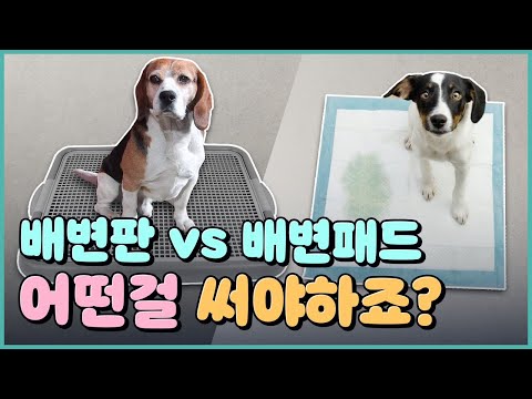 배변패드, 배변판 어떤걸 써야할지 고민이라면ㅣ새끼강아지 배변패드 무는버릇