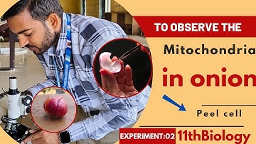 To observe mitochondria in onion peel cell #11thbiologypractical @a2zpractical991