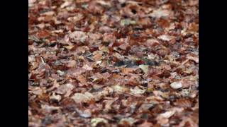 Die 4 Jahreszeiten: Der Herbst