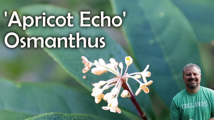 Osmanthus fragrans 'Apricot Echo' - Fragrant Sweet Olive - DayDayNews