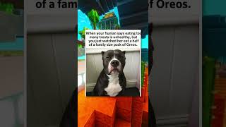 More Funny Dog Memes...
