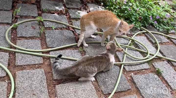 Video 8949031: cat fight funny kitten, cats kitten funny catlover, cat fight angry, cat kitten amazing, cat male kitten