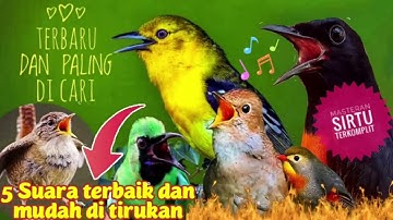 Masteran khusus burung sirtu/cipoh karena mudah di tirukan oleh sirtu muda/lolohan.
