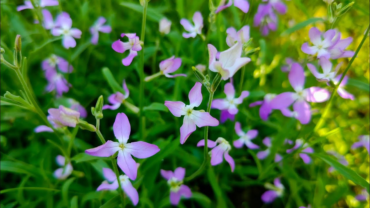 ASMR  чудесные звуки природы раннего  солнечного утра / Цветет маттиола или ночная фиалка