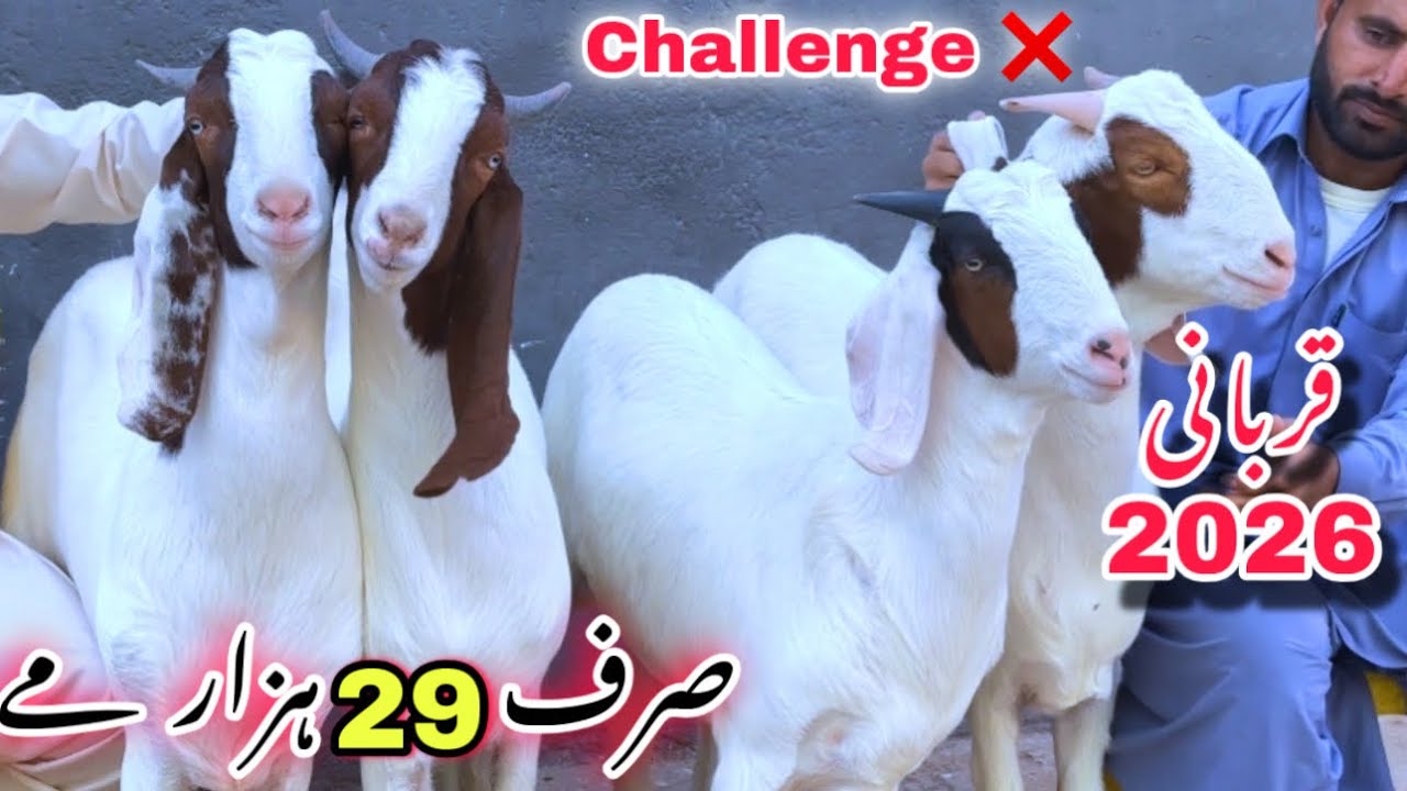 Sirf 28 Hazar Me ❤️| Qurbani 2026 Ka Bakray & Dumba | Waheed Goat Farm Sasti Bakra Mandi 