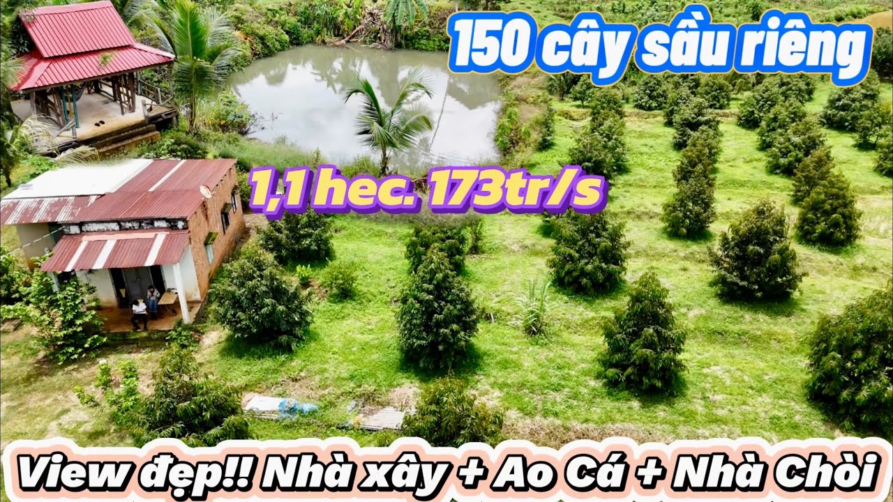 🏠 Nhà vườn sầu riêng 1,1 hec, 400tc. Ao cá trồng dừa🌴 xung quanh. View suối, đất đỏ Bazan. 173tr/s