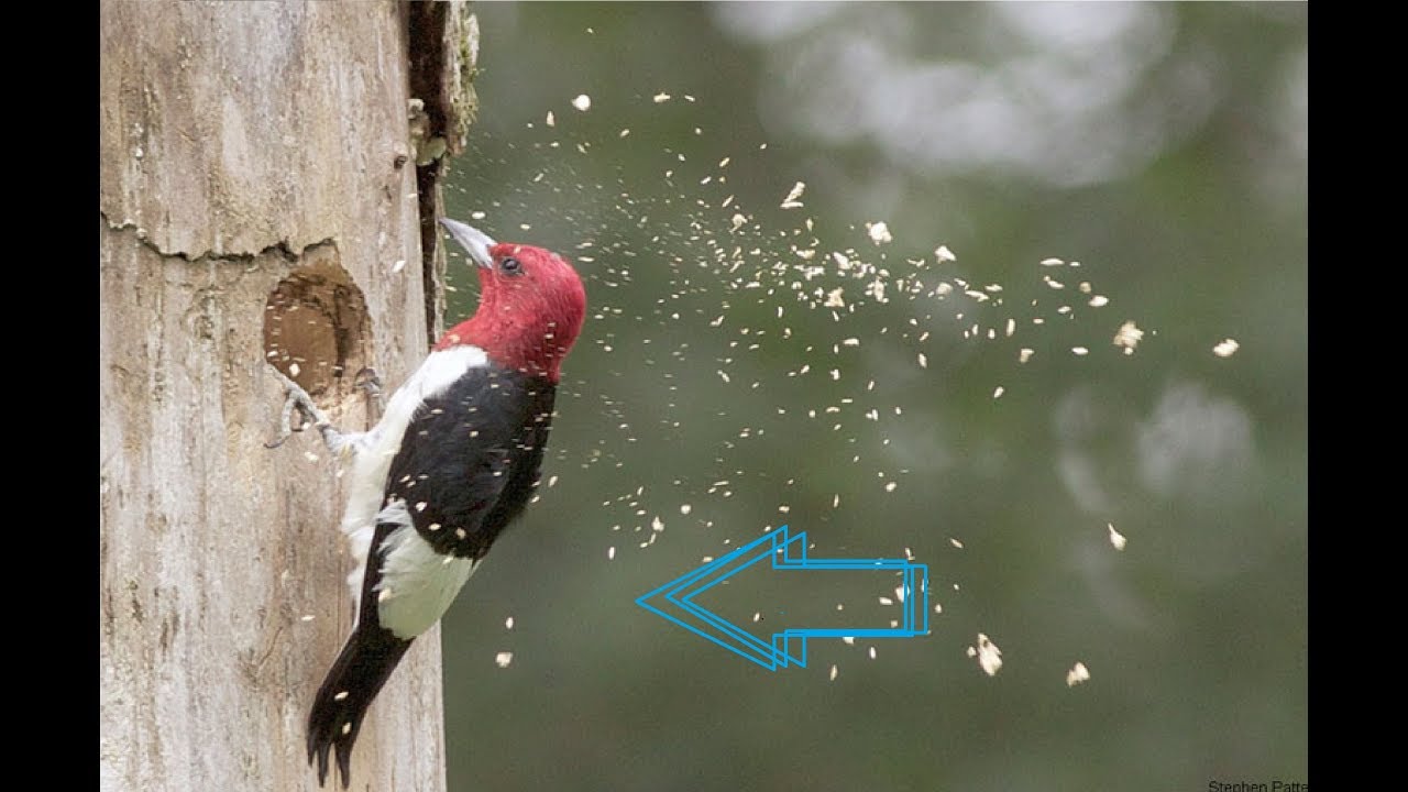 LIVE WoodPecker Pecking Tree Watch SAIMAA YouTube LIVE WoodPecker Pecking Tree Watch SAIMAA YouTube