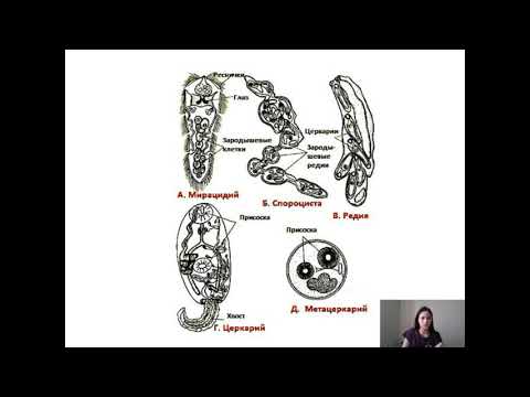 Video: De Substructuur Van Drie Repetitieve DNA-regio's Van Schistosoma Haematobium-groepssoorten Als Potentiële Marker Voor Soortherkenning En Kruising Detectie