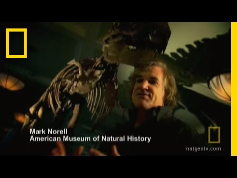From Dino to Turkey | National Geographic
