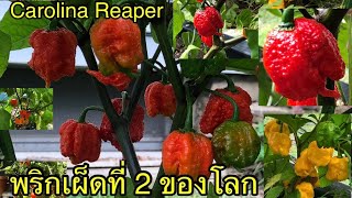 Wow พรกเผดท 2 ของโลกและมะเขอเทศหอยหว ดกและสวย แตไมมคนเกบ Carolina Reaper