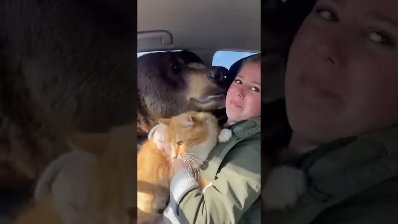 Will the woman and her cat be attacked by the mysterious shadow 