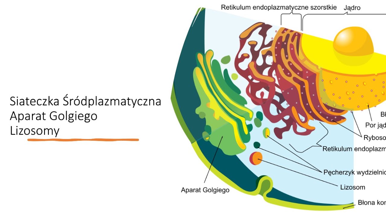 Siateczka r dplazmatyczna Aparat Golgiego Lizosomy YouTube Siateczka r dplazmatyczna Aparat Golgiego Lizosomy YouTube