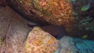 Similan Islands liveaboard diving | Moray eel