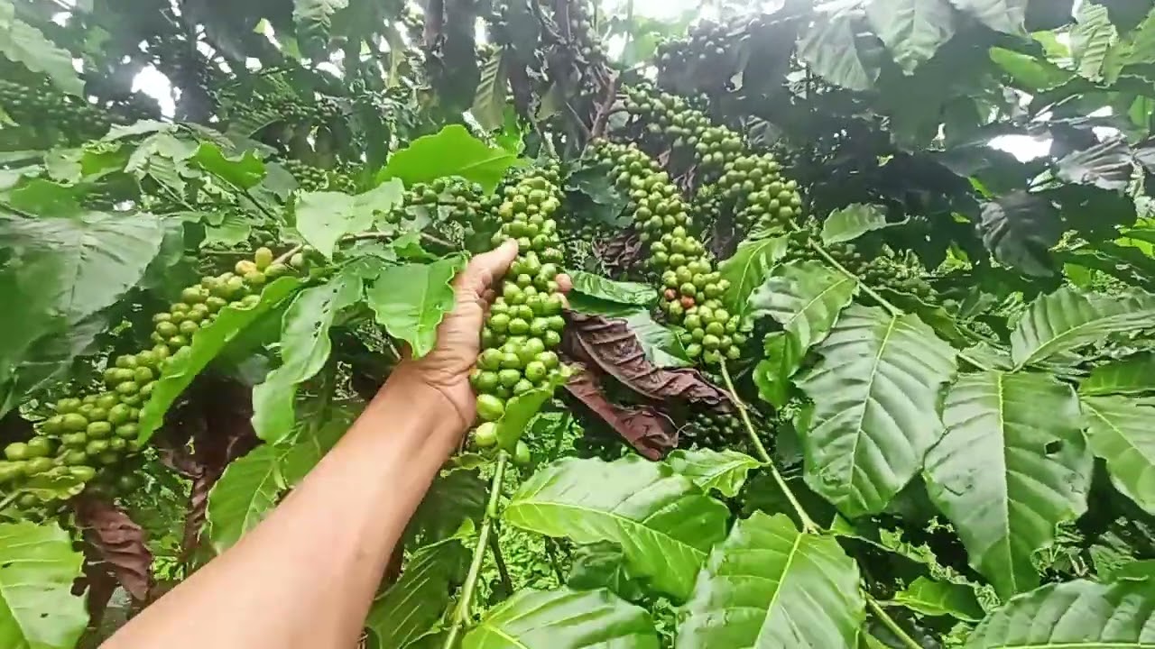 Khoảng cách trồng cà phê đẹp nhất...ăn từ 5-20 năm không lo bị dày... chuẩn 100%