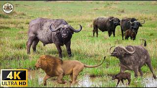 Serengeti Rainmakers: High-Quality Storm ASMR and Scenic Wildlife Film in 4K