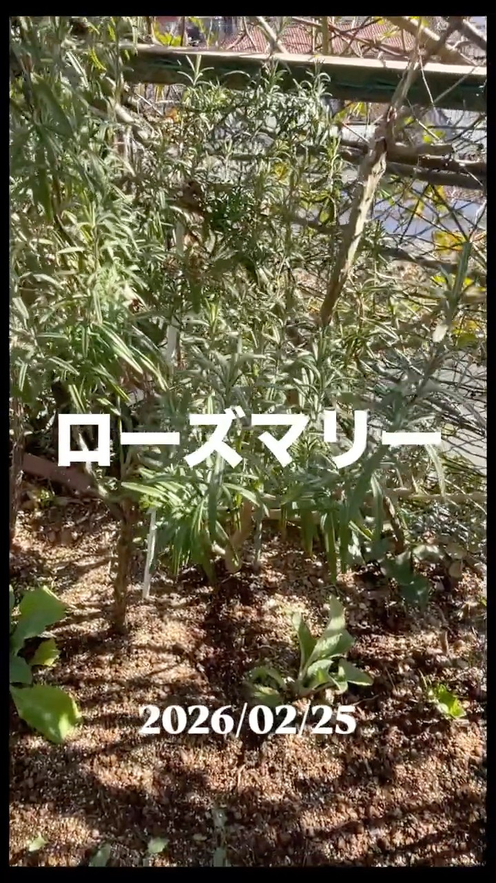 Rosemary Herb February 25, 2026 - YouTube