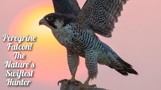 The Unmatched Agility of the Peregrine Falcon: Nature's Swiftest Hunter by Pets Expo 137 views 4 months ago 2 minutes, 11 seconds