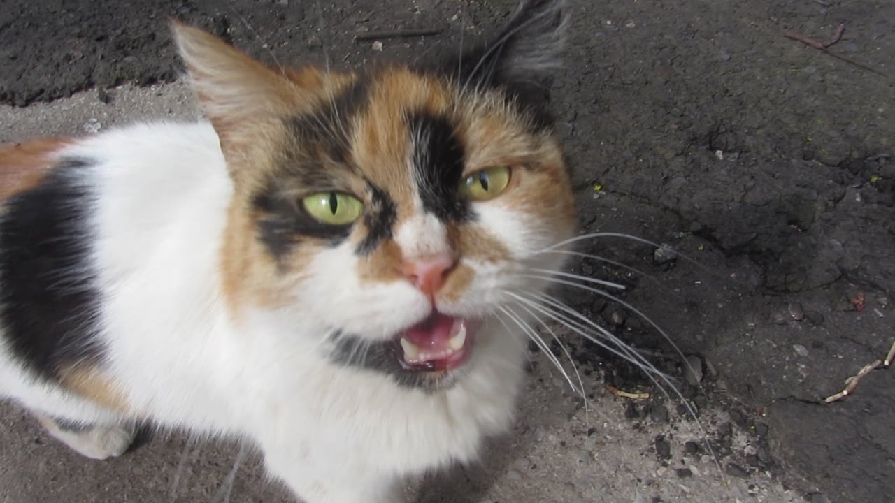 Three colored cat with a white kitten on the street YouTube