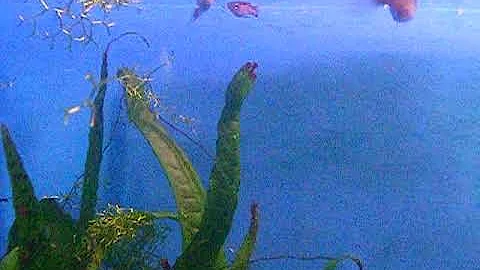 Wild Cumana endler Fred Poesser