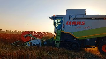 Harvesting Buckwheat in 2023: Threshing with Precision