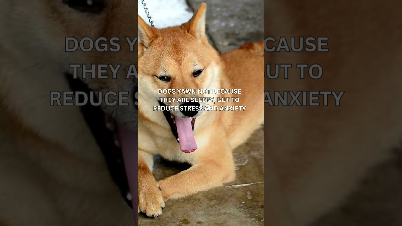  Pov Did You Know Shorts Dog Facts Love Animals Nature Science Curiousmind Happy