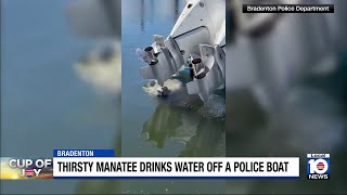 Manatee takes a sip from Bradenton police boat