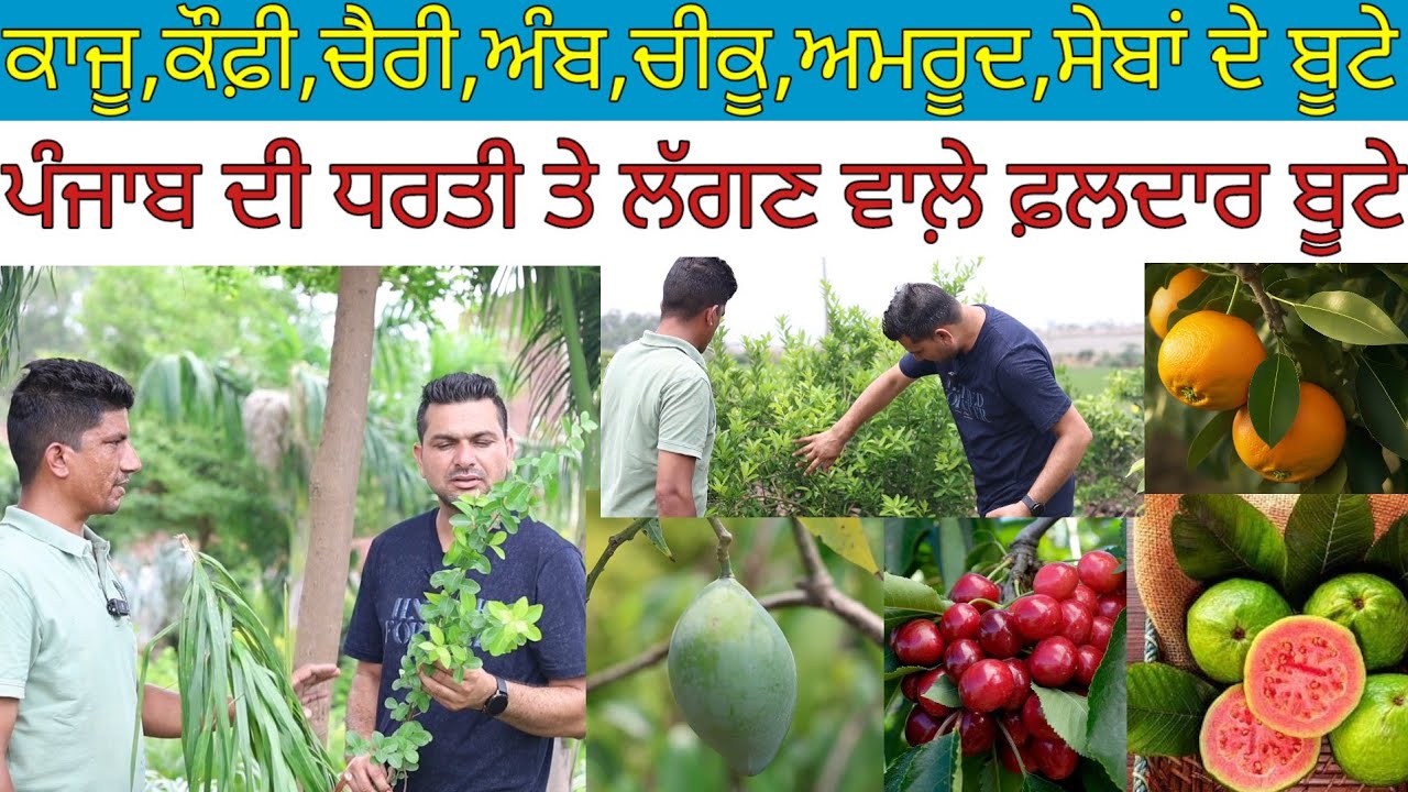 ਕਾਜੂ,ਕੌਫ਼ੀ,ਚੈਰੀ,ਅੰਬ,ਚੀਕੂ,ਅਮਰੂਦ,ਸੇਬਾਂ ਆਦਿ ਦੇ ਬੂਟੇ ਜੋ ਪੰਜਾਬ ਚ ਲੱਗਦੇ ਨੇ|Harbhej Sidhu|Evergreen nursery