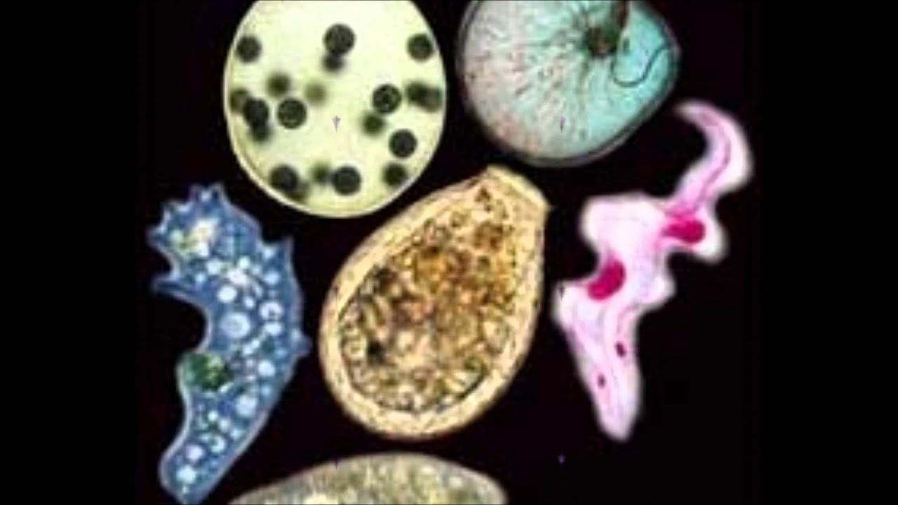 Reino Protista.wmv YouTube