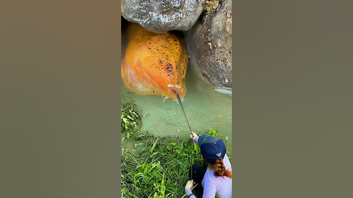 Mancing belut monster yang bersarang di bebatuan. #mancingbelut #belutbabon #amazing