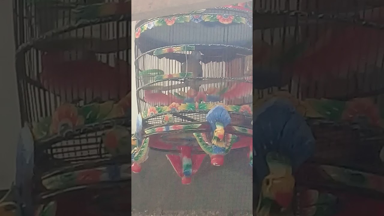 Ternak perkutut .satim pendawa 