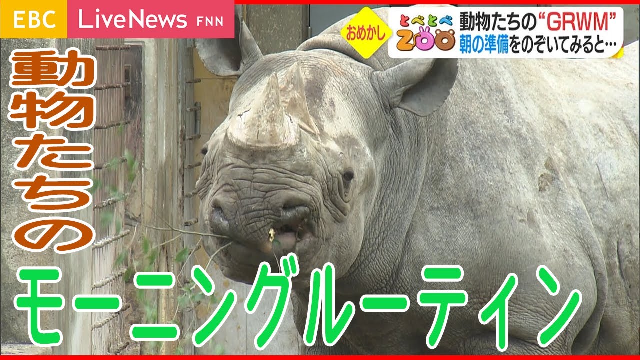 動物と共に…… Flying Zoo] Take a peek at the animals getting ready! - YouTube