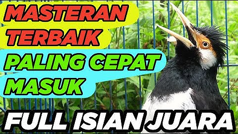 JALAK SUREN GACOR paling AMPUH buat MASTERAN BURUNG JALAK MUDA agar cepat Gacor FULL ISIAN