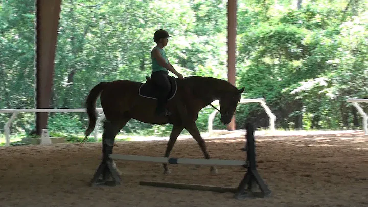 Cynthia Cubbage sale horse Francine