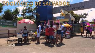 Zoolgico De Salvador Em 2022   Tour Completo Pelo Parque