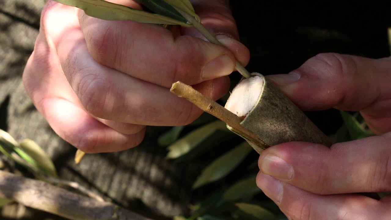 Coltelli da innesto - a - DUE BUOI Agriculture